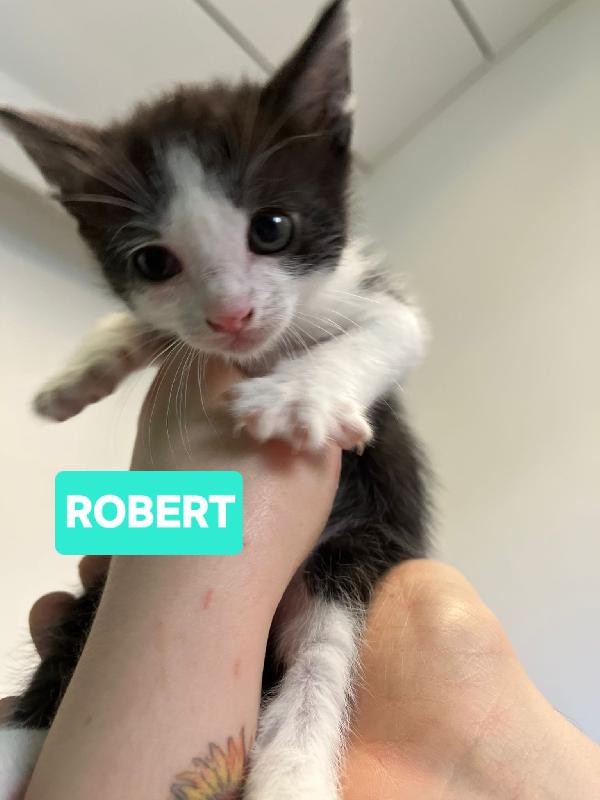 Angioletti in adozione Foto 8